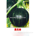 Hybrid Chinese Vegetable Seed-All Kinds Of Organic Black Pumpkin Seed For Sale